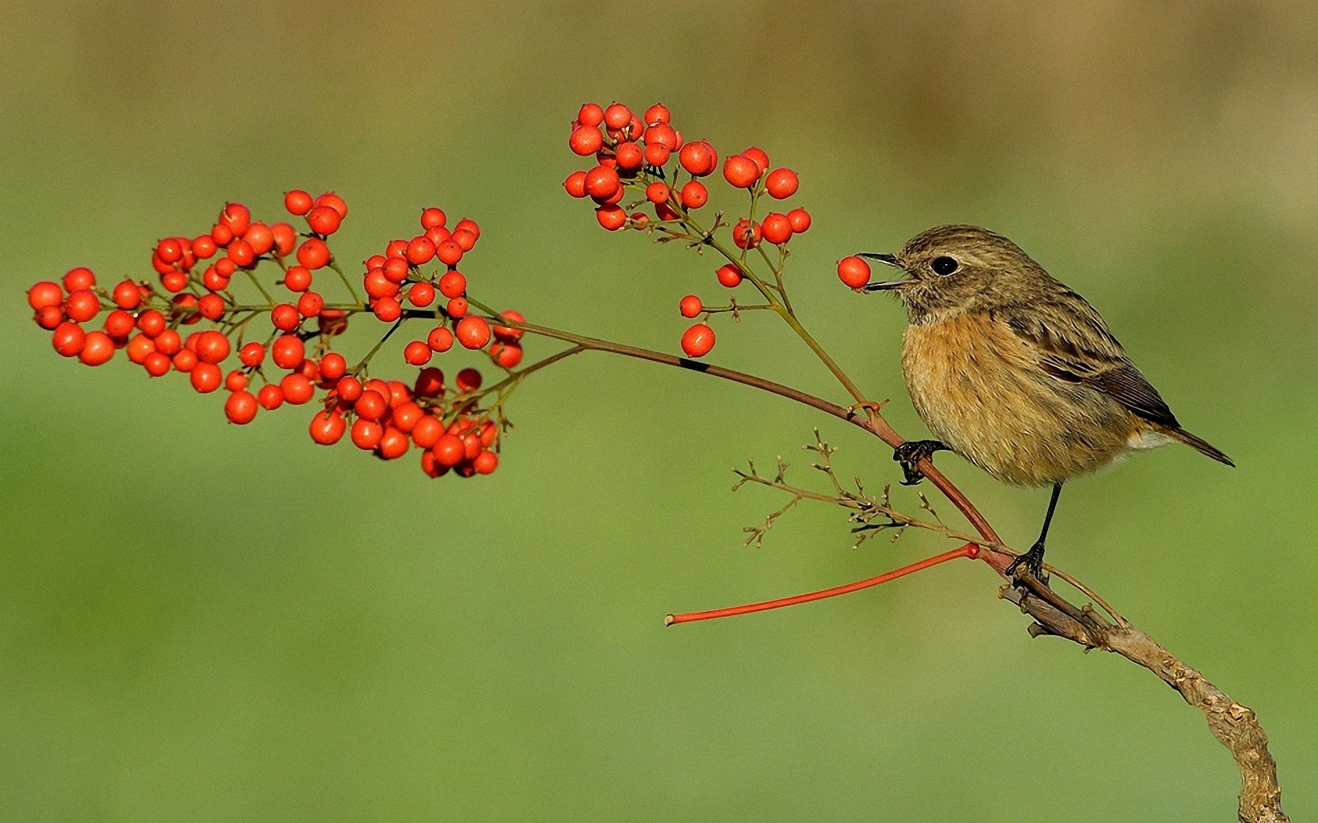 A small bird perched on a branch with vibrant red berries against a soft green background, creating an engaging animal-themed HD desktop wallpaper.