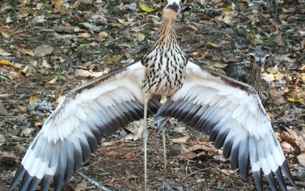 Animal Bush stone-curlew Birds Waders Curlew HD Wallpaper | Background Image