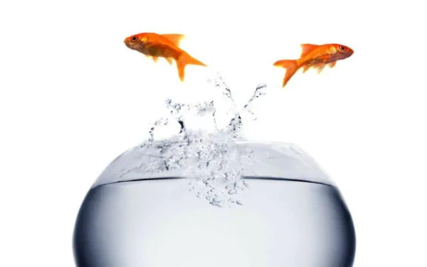 Two vibrant goldfish leap from a clear bowl, creating a splash in the water. This high-definition image serves as a captivating desktop wallpaper and background.