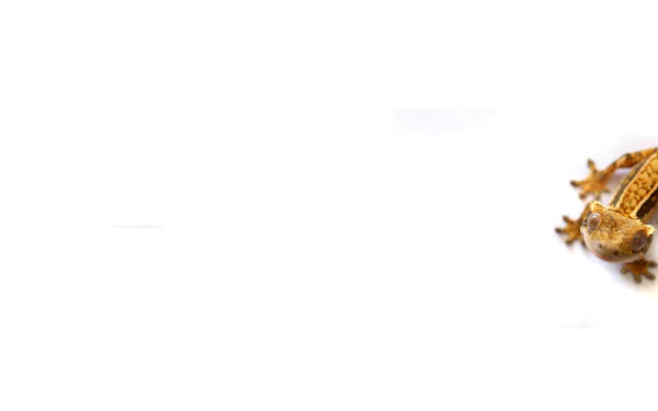 Animal gecko HD Desktop Wallpaper | Background Image