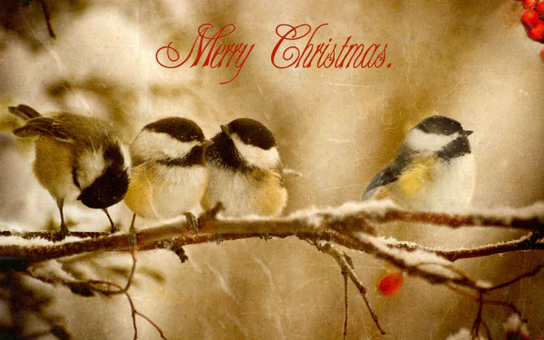 HD desktop wallpaper featuring three small birds perched on a snowy branch with a festive Merry Christmas message in elegant script, creating a cozy holiday background.