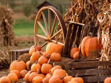 HD PC desktop wallpaper showcasing a rustic autumn scene with vibrant orange pumpkins arranged on hay bales and wooden crates, accented by a vintage wagon wheel.