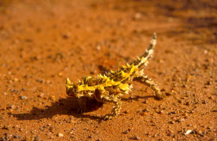 HD desktop wallpaper featuring a thorny devil lizard on reddish desert soil, showcasing its spiky texture and natural camouflage.