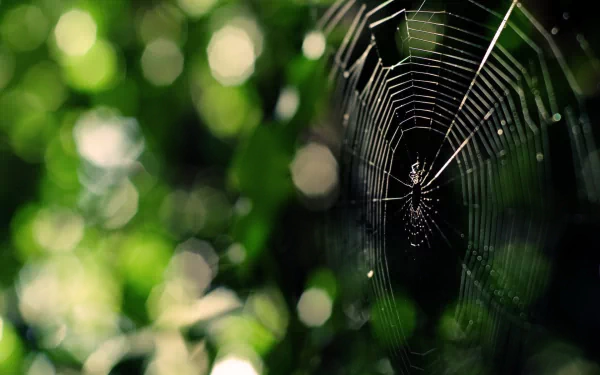 HD PC desktop wallpaper photography: a dewy spider web with a spider centered on intricate radial threads against a soft-focus green bokeh background.