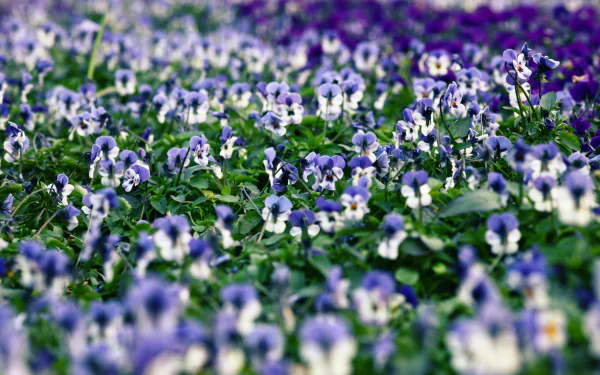 A vibrant field of purple and white pansies in bloom, captured in high definition as a nature-themed PC desktop wallpaper.