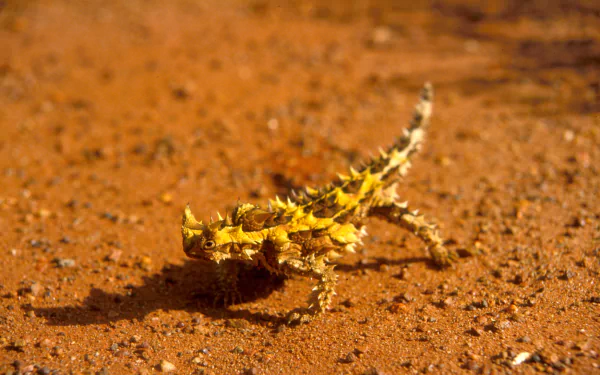 HD desktop wallpaper featuring a thorny devil lizard on reddish desert soil, showcasing its spiky texture and natural camouflage.