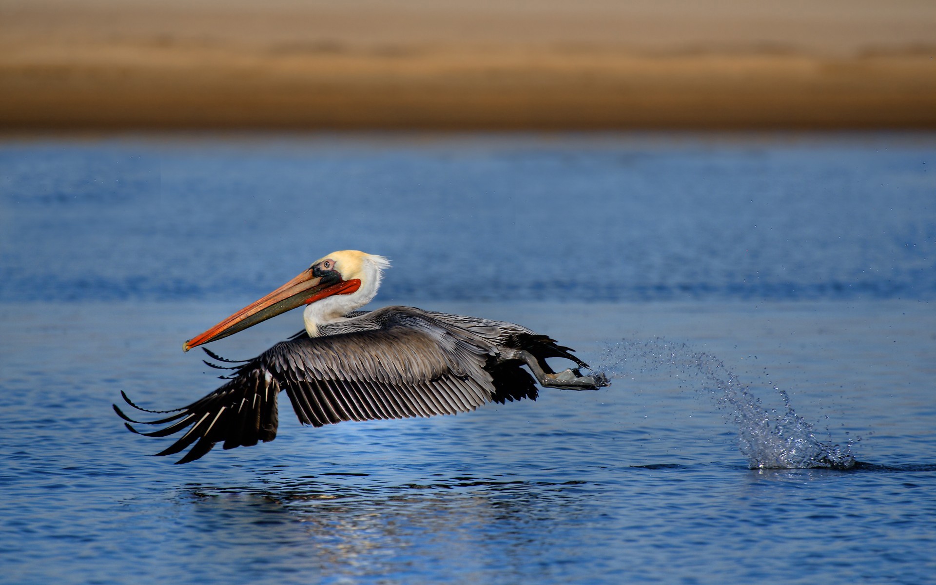 Pelican HD Wallpaper | Background Image | 1920x1200 - Wallpaper Abyss