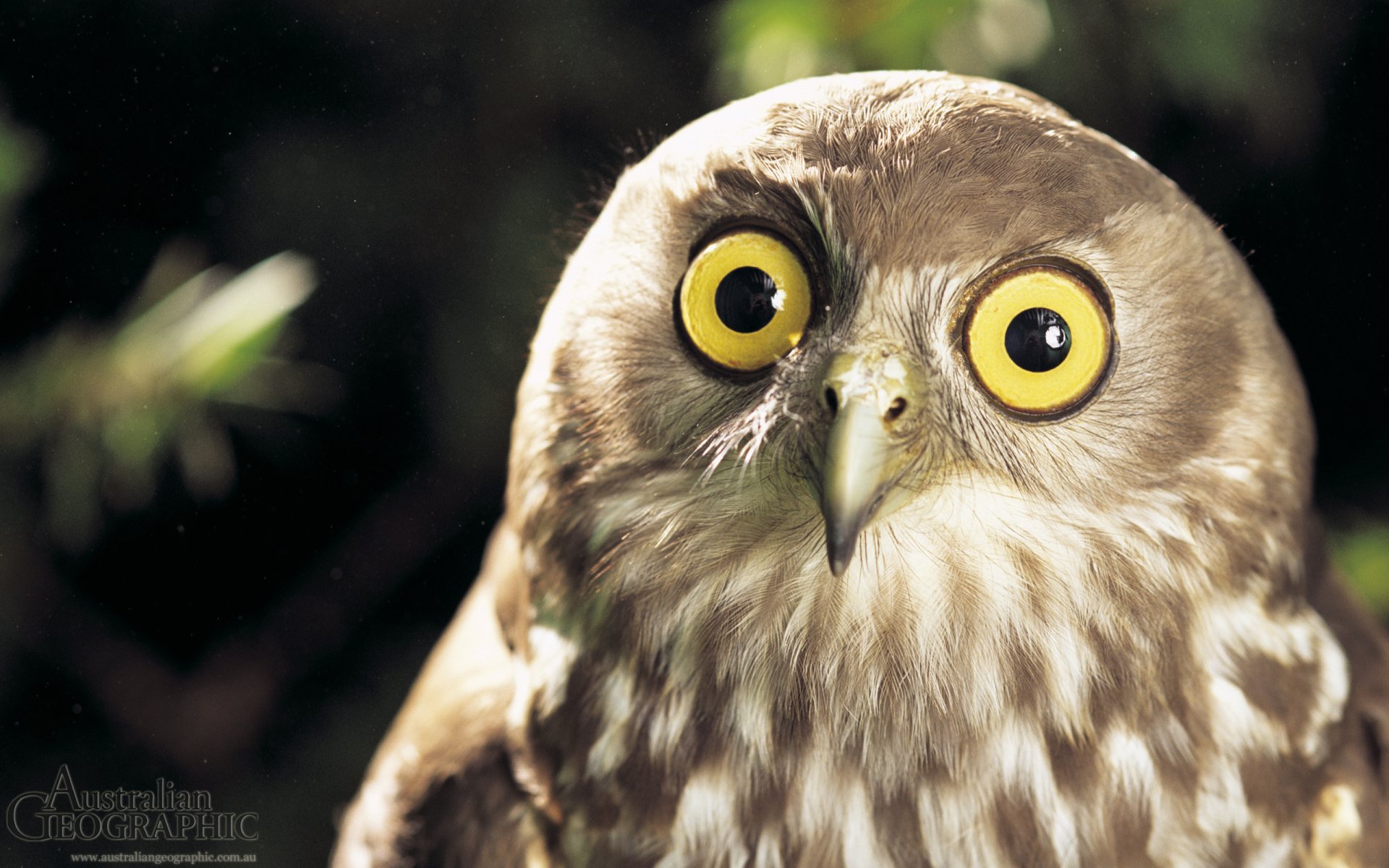 Close-up of an owl with striking yellow eyes on a blurred natural background. This HD image serves as a beautiful desktop wallpaper and background showcasing wildlife.