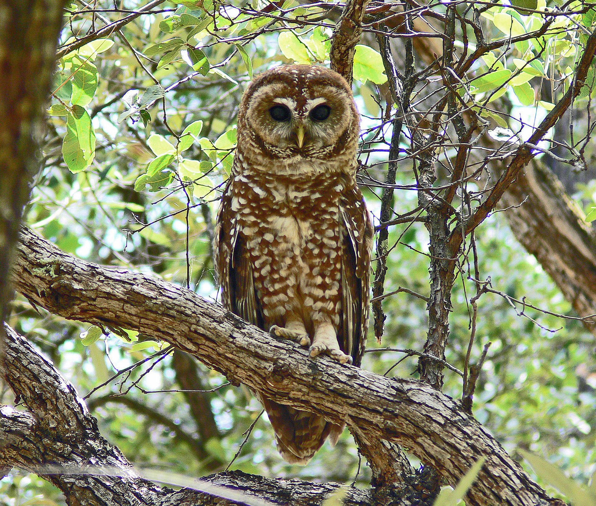 A beautifully detailed HD wallpaper featuring a spotted owl perched on a tree branch, surrounded by lush green leaves, highlighting the serenity of nature.