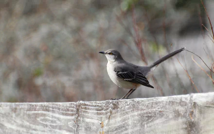 bird Animal Mockingbird HD Desktop Wallpaper | Background Image