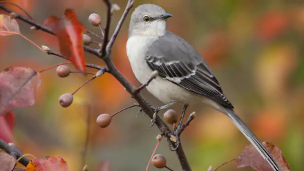 A detailed HD desktop wallpaper featuring a mockingbird perched on a branch with colorful autumn leaves and berries in the background, showcasing the beauty of nature.
