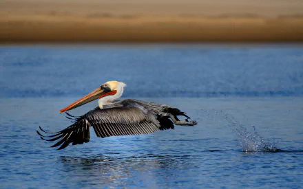 HD PC desktop wallpaper background: brown pelican skimming low over blue water, wings outstretched and trailing splashes.