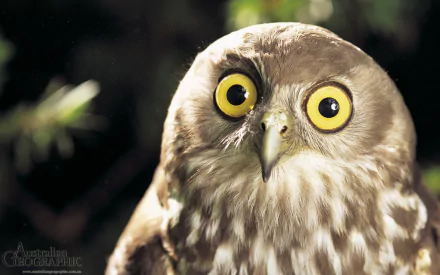 Close-up of an owl with striking yellow eyes on a blurred natural background. This HD image serves as a beautiful desktop wallpaper and background showcasing wildlife.