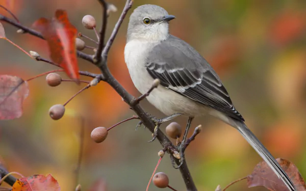 A detailed HD desktop wallpaper featuring a mockingbird perched on a branch with colorful autumn leaves and berries in the background, showcasing the beauty of nature.