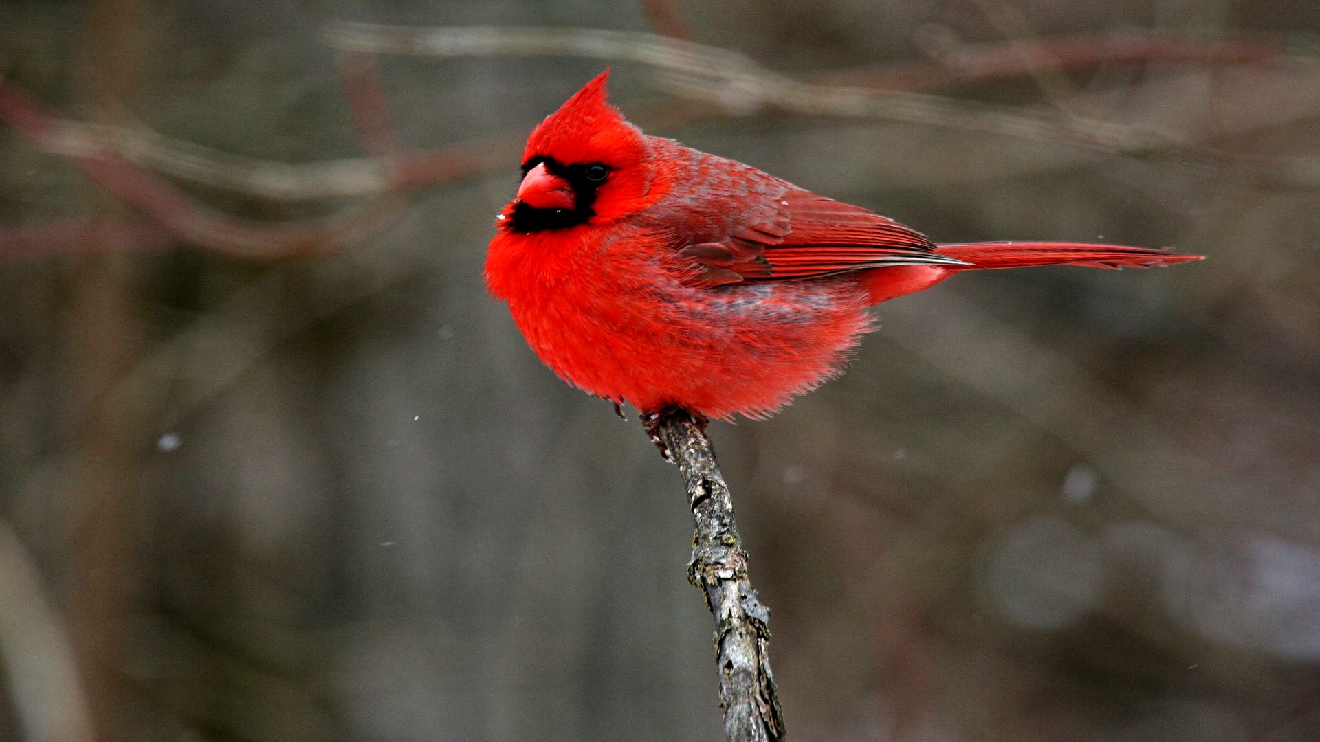 Cardinal HD Wallpaper | Background Image | 1920x1080