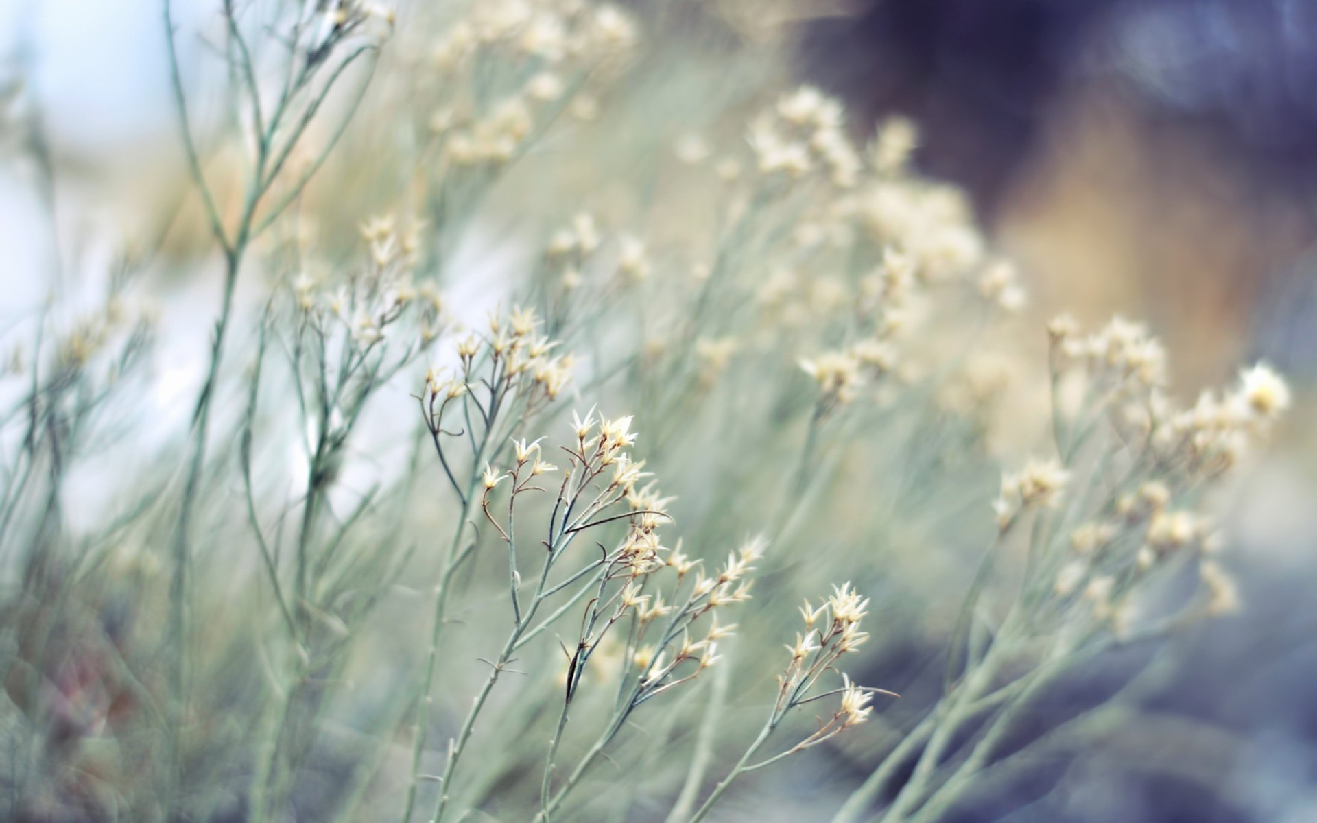 HD PC desktop wallpaper showing delicate white wildflowers in soft focus, capturing a serene and natural plant scene.