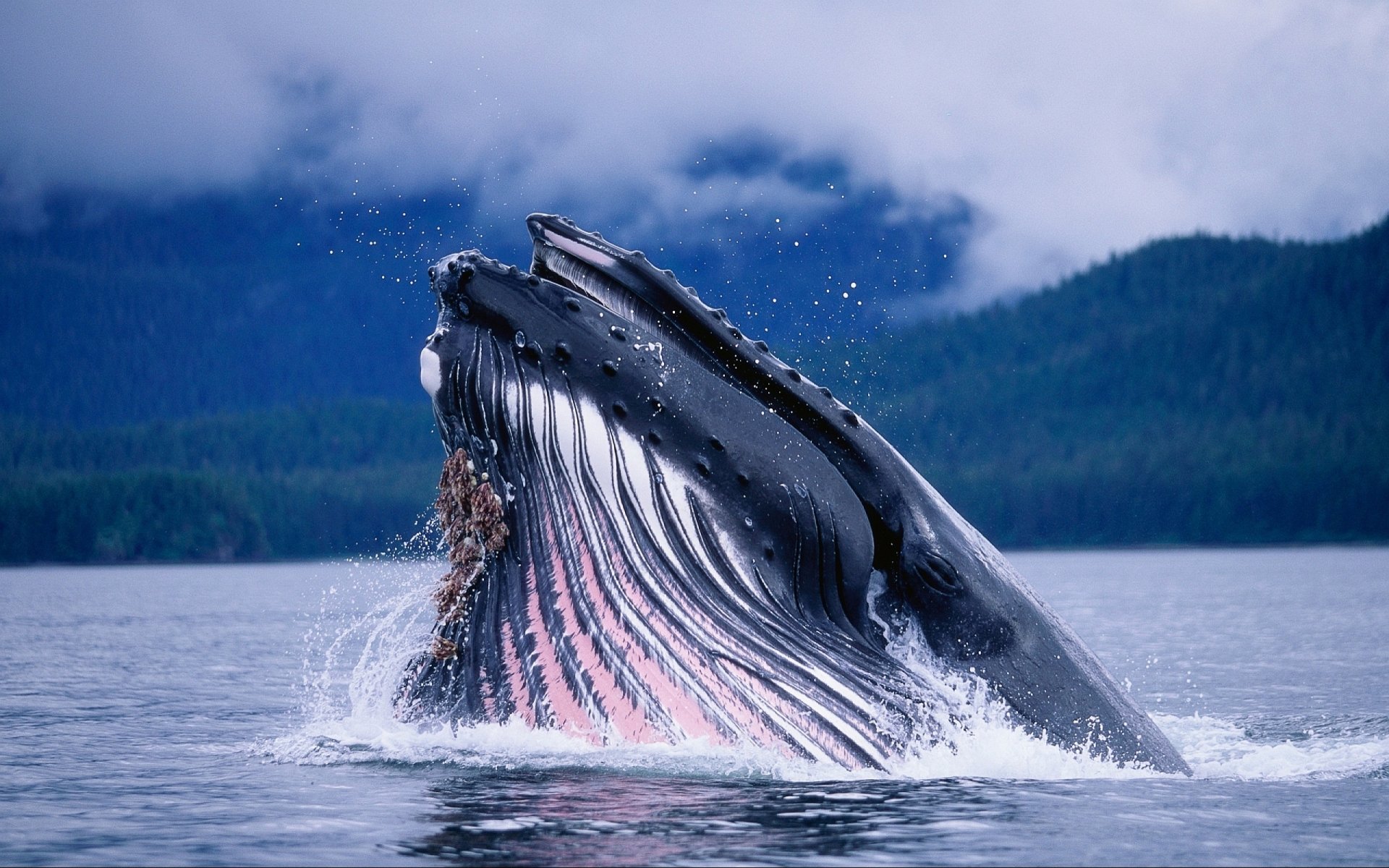 HD desktop wallpaper of a whale breaching dramatically from the ocean with misty mountains in the background.