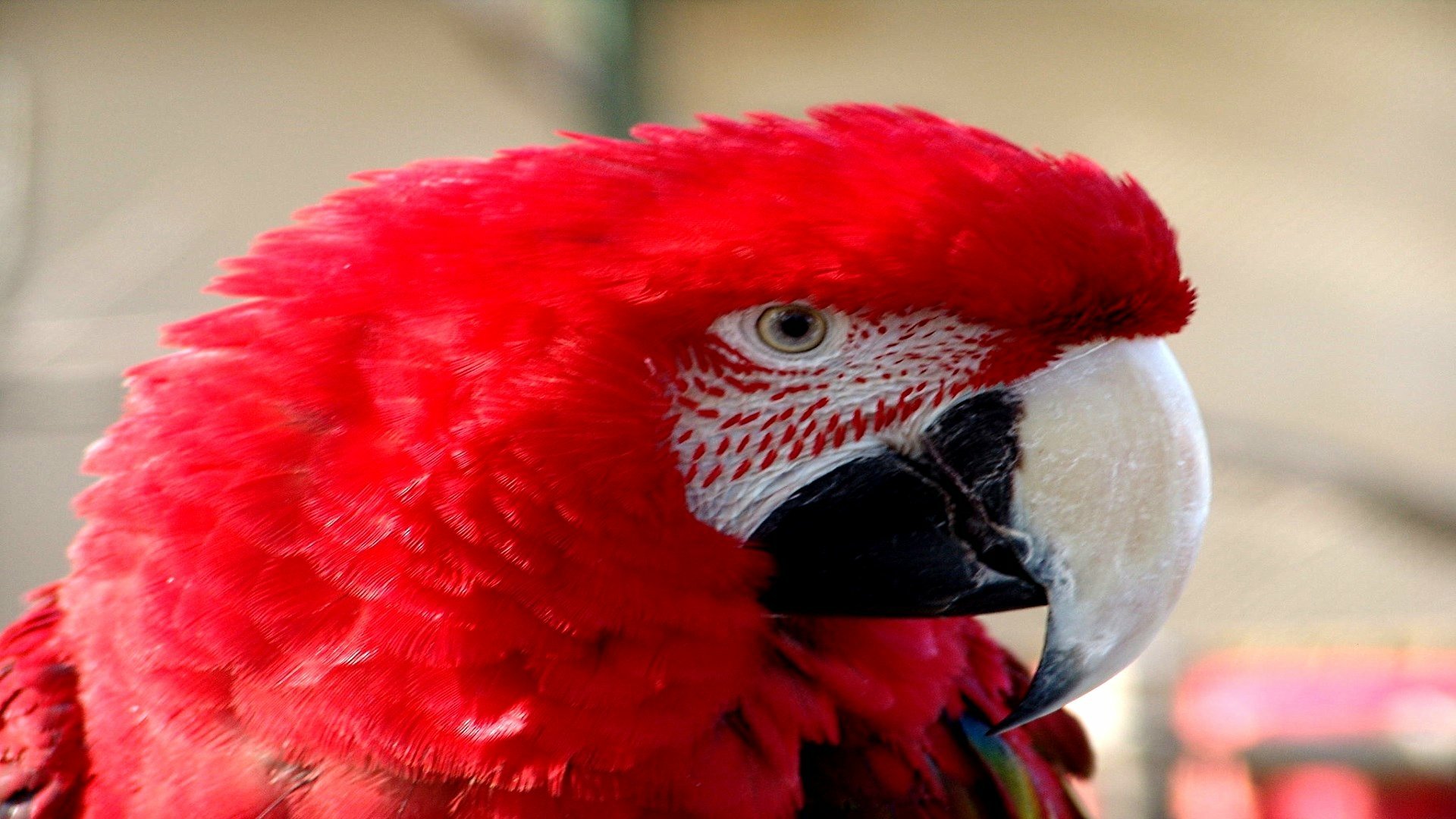 Download Animal Red-and-green Macaw HD Wallpaper