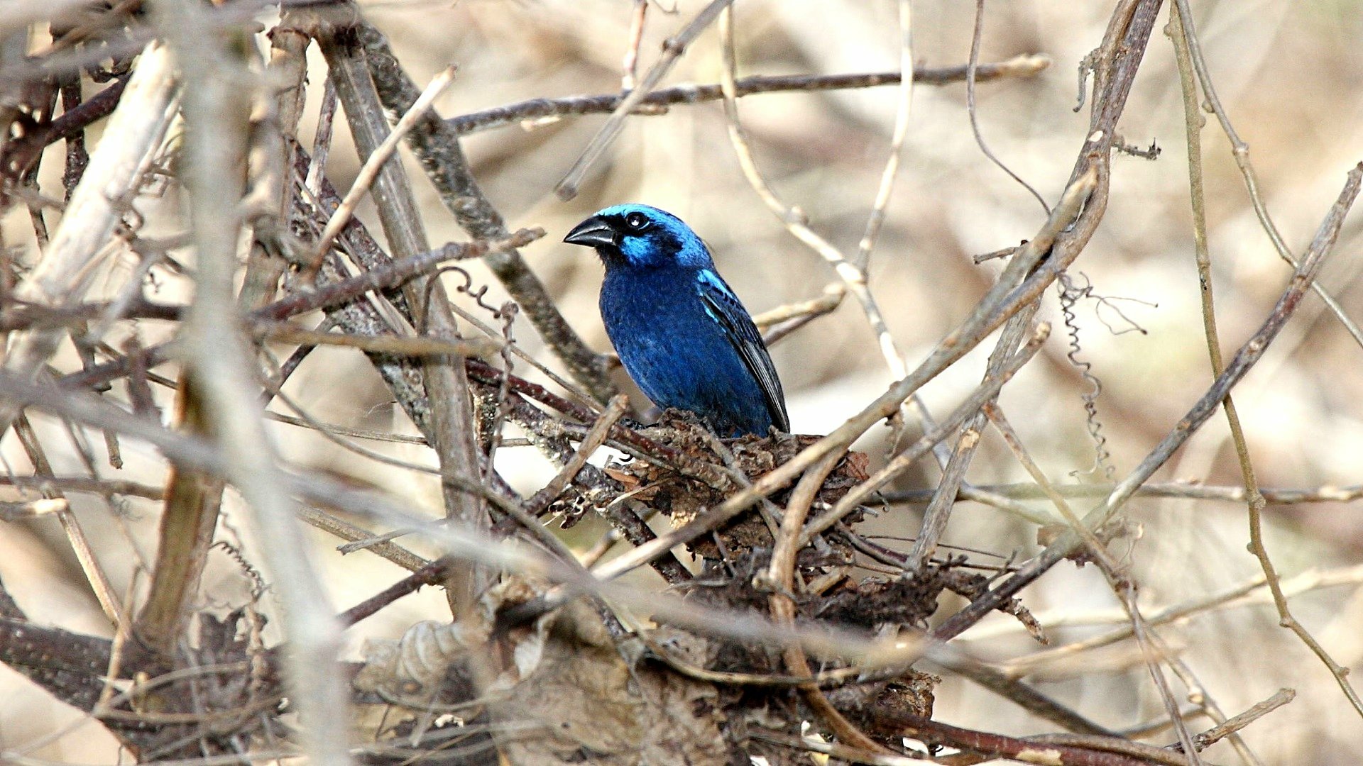 HD desktop wallpaper featuring a vibrant blue bunting perched among dry branches in a natural setting.