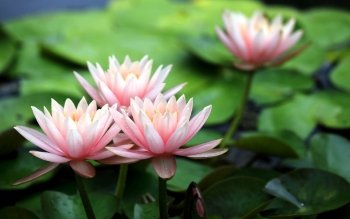 15573 Flowers HD Wallpapers | Background Images - Wallpaper Abyss