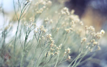 nature plant HD Desktop Wallpaper | Background Image