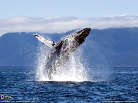  blue whale by dusty jones