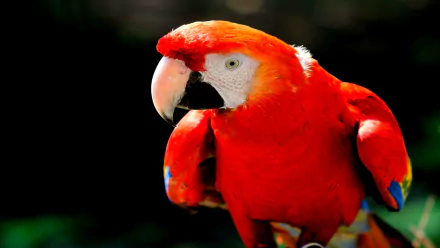 Animal scarlet macaw HD Desktop Wallpaper | Background Image