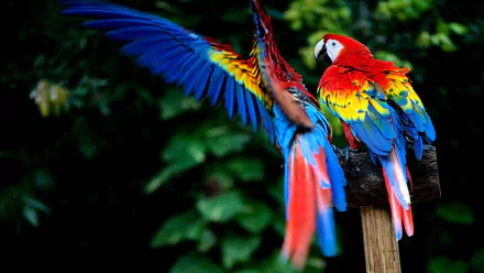 HD desktop wallpaper featuring two vibrant scarlet macaws perched and spreading wings against a lush green background.