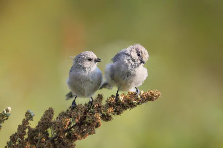 HD PC desktop wallpaper background showing two sparrows (animal) perched on a seedhead against a soft green bokeh.