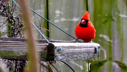 Animal cardinal HD Desktop Wallpaper | Background Image
