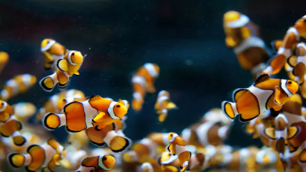 Animal clownfish HD Desktop Wallpaper | Background Image