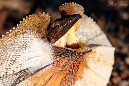 Animal Frilled-neck lizard HD Desktop Wallpaper | Background Image