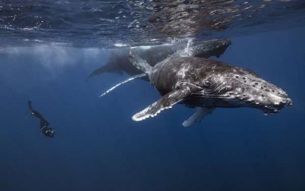 A stunning close-up of a whale swimming gracefully underwater, with a diver nearby, set against a deep blue ocean backdrop. An HD desktop wallpaper capturing the beauty of marine life.
