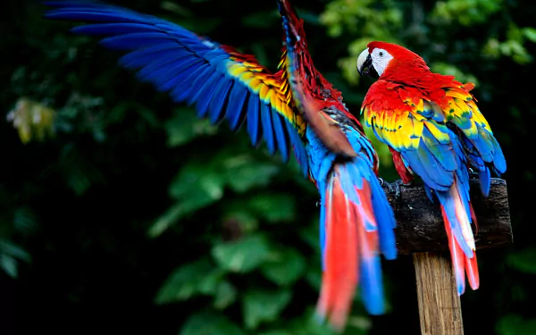 HD desktop wallpaper featuring two vibrant scarlet macaws perched and spreading wings against a lush green background.