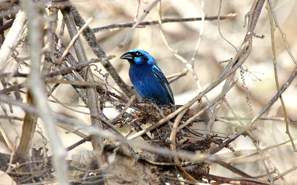 HD desktop wallpaper featuring a vibrant blue bunting perched among dry branches in a natural setting.