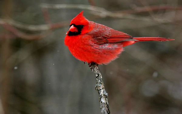 HD desktop wallpaper featuring a vibrant red cardinal perched on a branch against a blurred natural background.