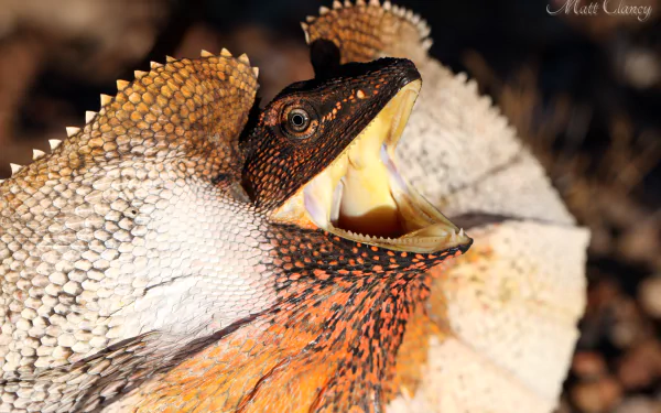 Animal Frilled-neck lizard HD Desktop Wallpaper | Background Image