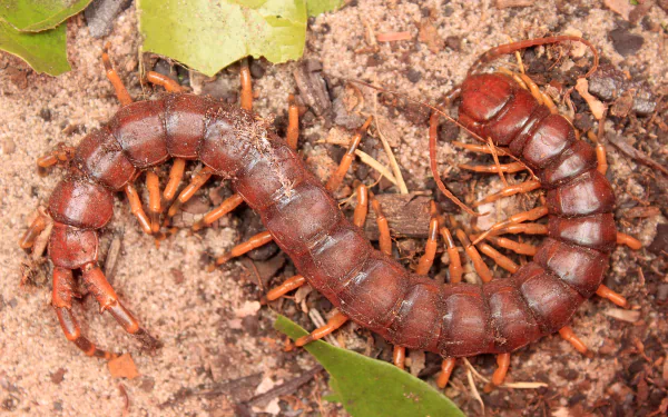 Animal centipede HD Desktop Wallpaper | Background Image