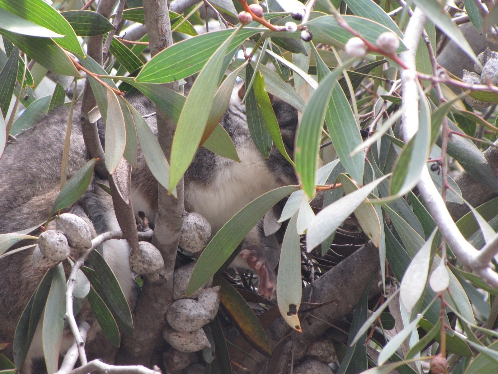 Download Animal Possum Wallpaper