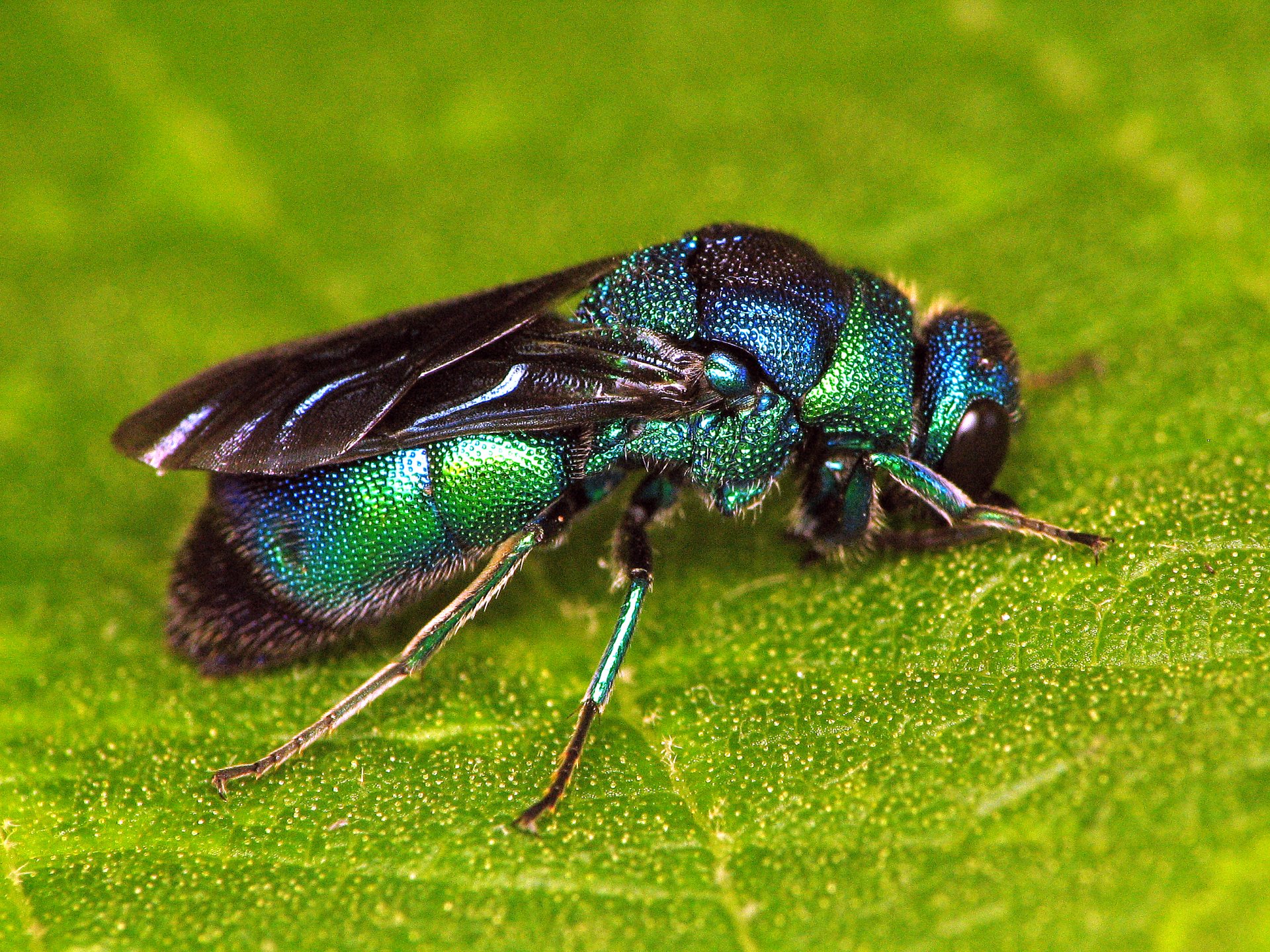 Download Wasp Animal Cuckoo Wasp HD Wallpaper