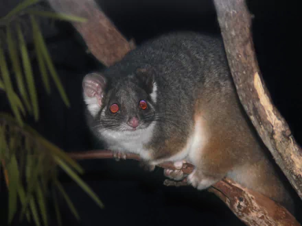 HD PC desktop wallpaper showing an animal — a possum perched on a tree branch at night with reflective red eyes.