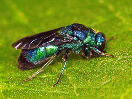 wasp Animal Cuckoo Wasp HD Desktop Wallpaper | Background Image