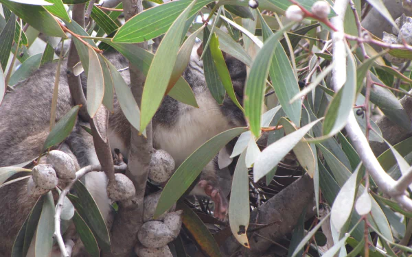 Animal possum HD Desktop Wallpaper | Background Image