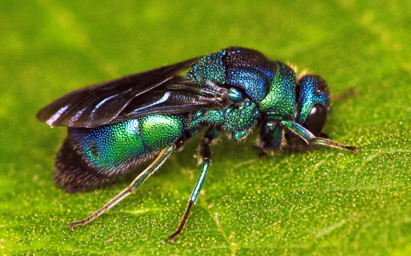wasp Animal Cuckoo Wasp HD Desktop Wallpaper | Background Image