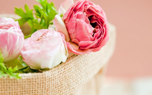 Nature Rose Flowers HD Wallpaper | Background Image