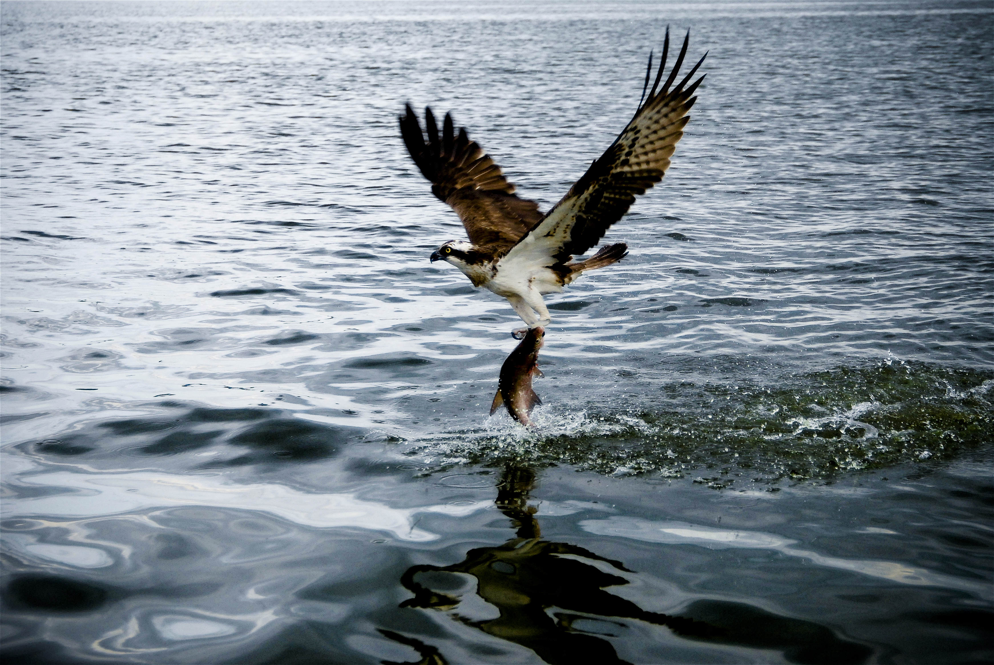 osprey download