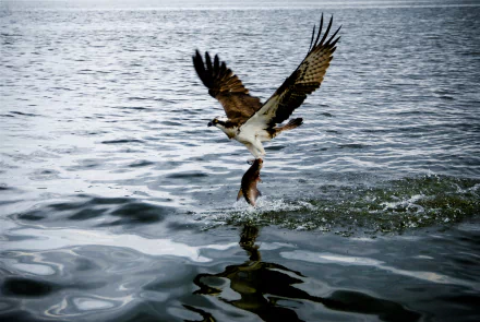 HD desktop wallpaper featuring an osprey bird swooping over water, clutching a fish in its talons, capturing the power and grace of this majestic animal.