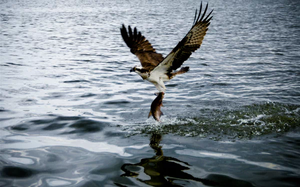HD desktop wallpaper featuring an osprey bird swooping over water, clutching a fish in its talons, capturing the power and grace of this majestic animal.