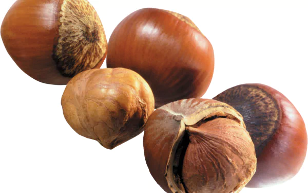 food hazelnut HD Desktop Wallpaper | Background Image