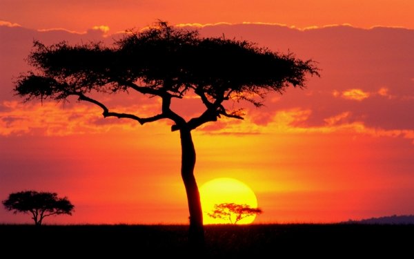 Earth Tree Trees HD Wallpaper | Background Image